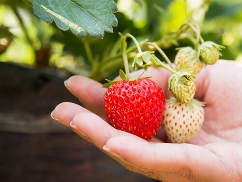 תותי משק טל - תותלאנד